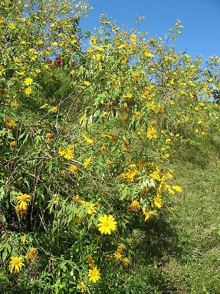 File:Tithonia diversifoliaRHu1.JPG