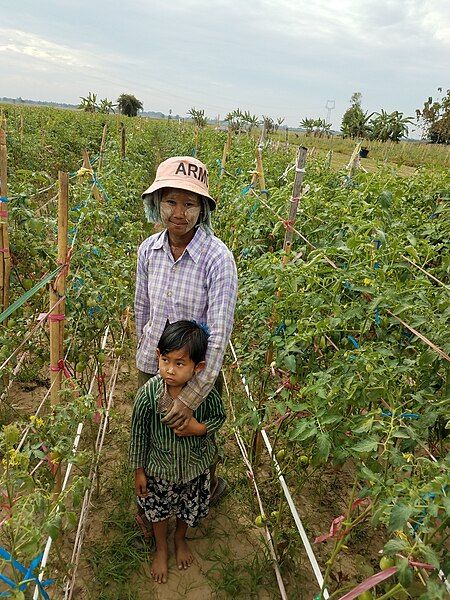 File:Tomato grower.jpg