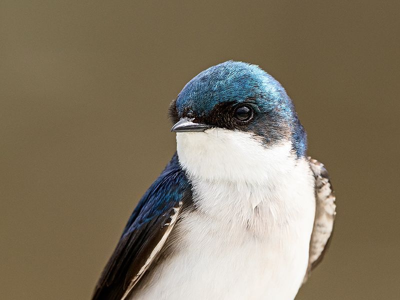 File:Tree-Swallow-Portrait-Wiki.jpg