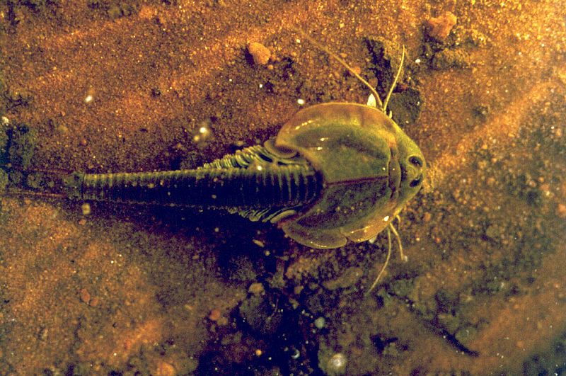 File:Triops longicaudatus 3.jpg