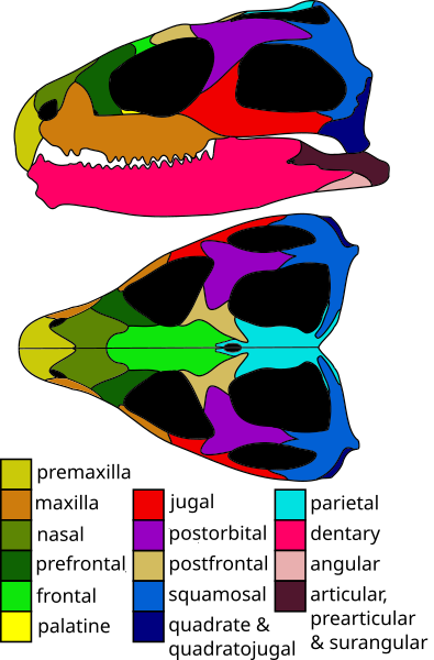 File:Tuatara skull diagram.svg