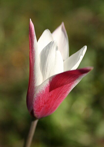 File:Tulipa Clusiana Peppermintstick.jpg