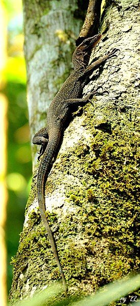 File:Varanus caerulivirens 251173325.jpg