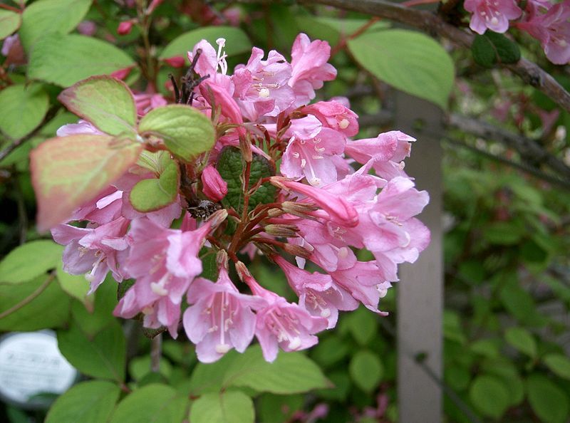 File:Weigela hortensis5.jpg