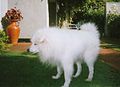 Japanese Spitz