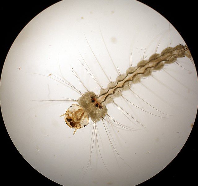 File:Wyeomyia smithii 1.jpg