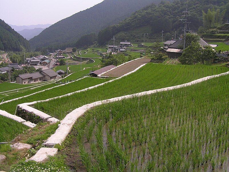 File:加美町岩座神棚田P6250514.JPG