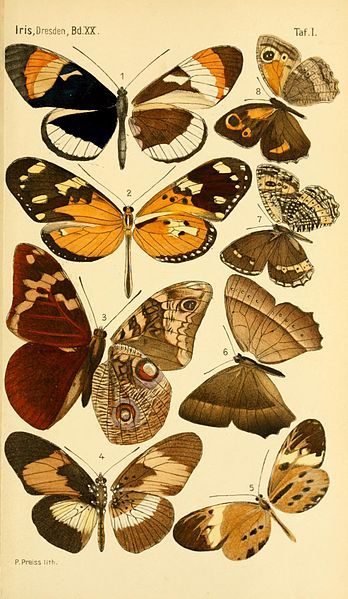 File:1907DtEnt Z.IrisPlate1Plate1.jpg