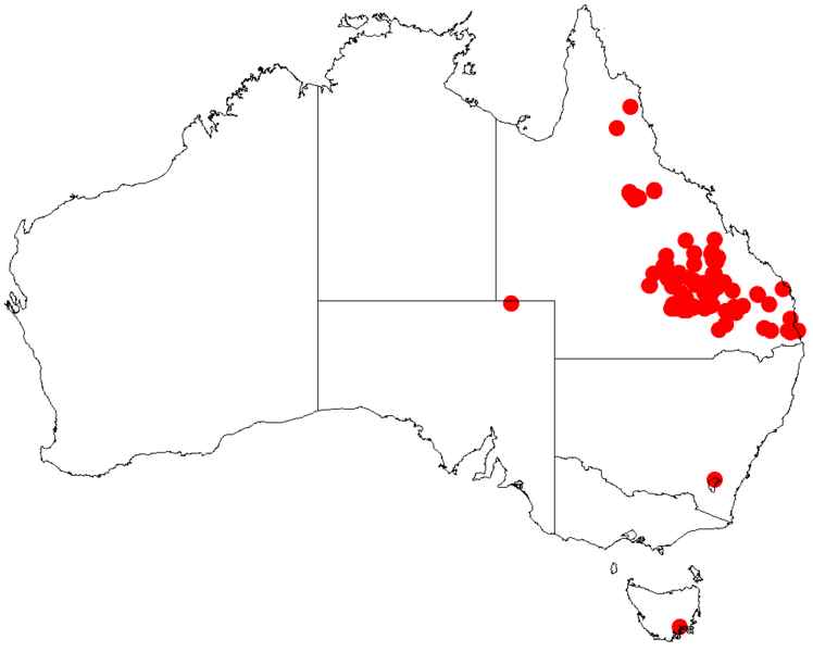 File:Acacia macradeniaDistMap571.png