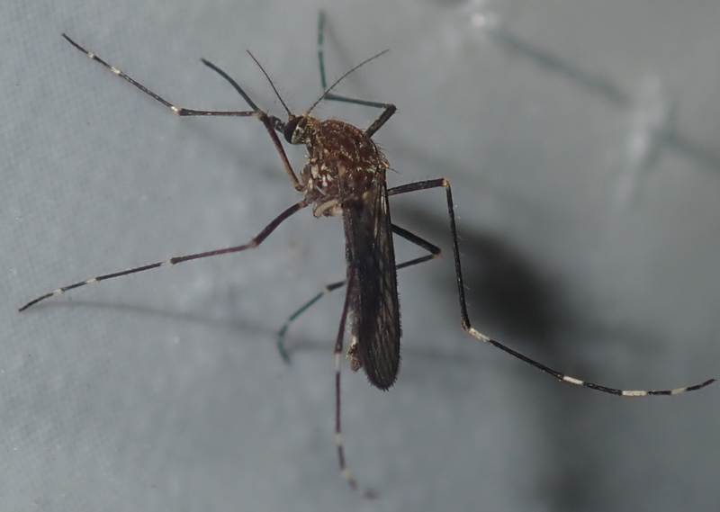 File:Aedes rubrithorax.png