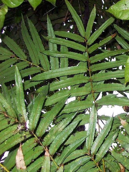 File:Akania bidwillii leaves.jpg