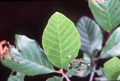 Leaves