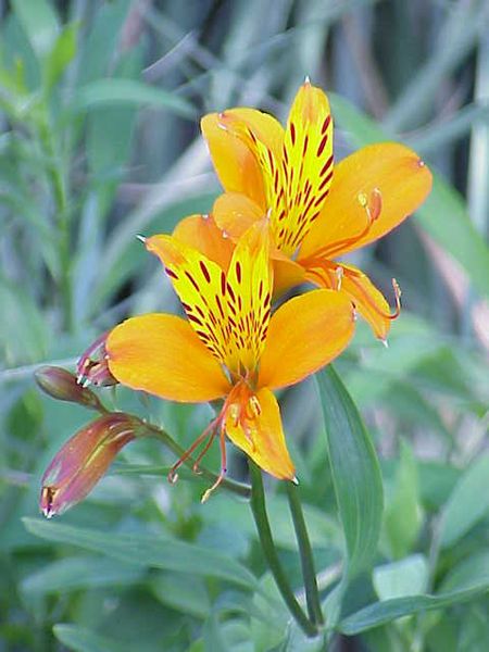 File:Alstroemieria aurantiaca0.jpg