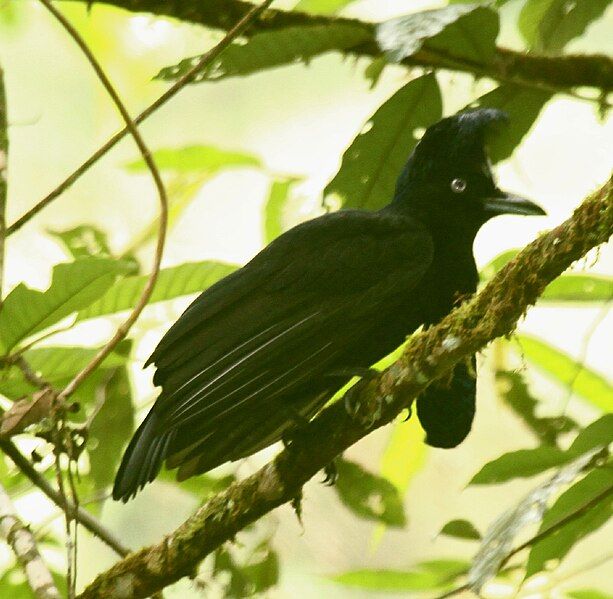 File:AmazonianUmbrellabird.jpg