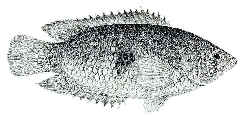 File:Anabas pleurostigma.jpg