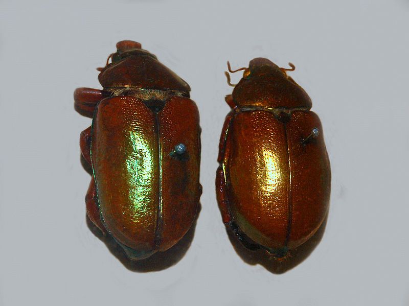 File:Anoplognathus viridiaeneus.JPG