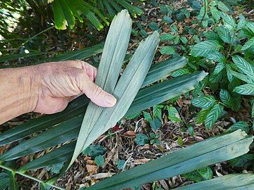 Underside of leaflets