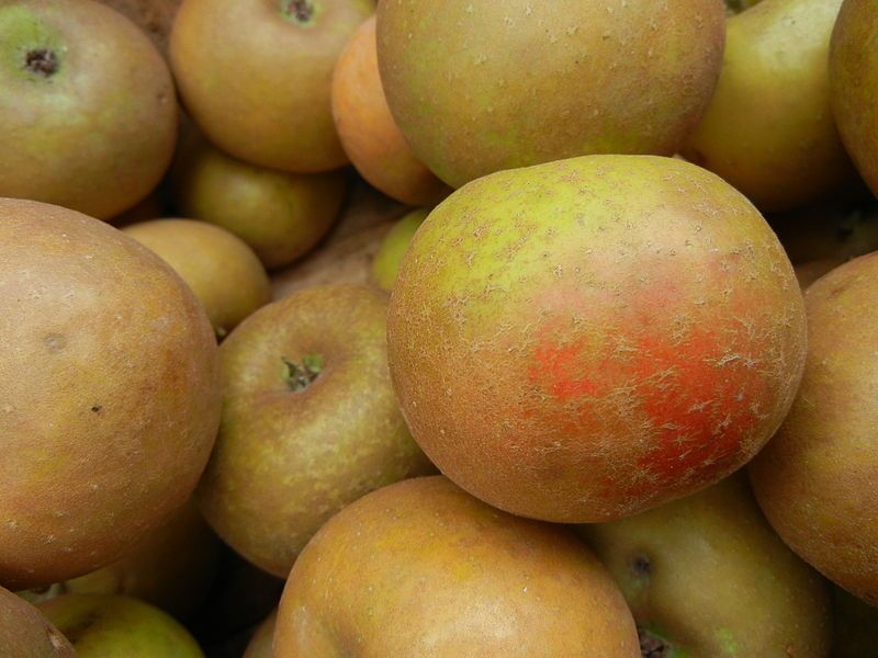 File:Ashmead's Kernel Apples.jpg