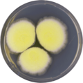 Aspergillus neoafricanus growing on CYA plate