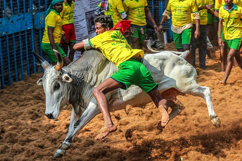 File:Avaniyapuram Jallikattu 13.jpg