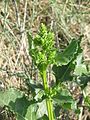 Beta vulgaris subsp. maritima