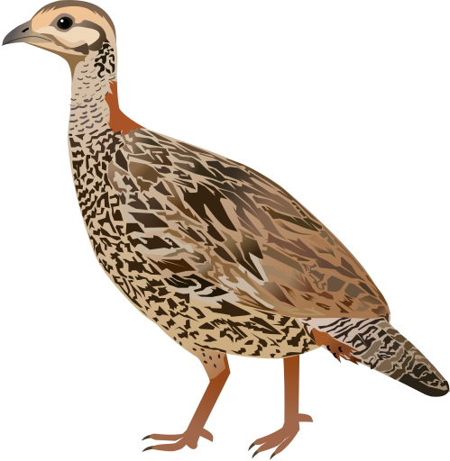 File:Black Francolin-female.svg