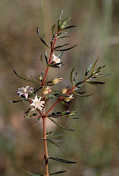 File:Boronia jucunda.jpg