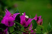 Bougainvillea Flower at Bannargatta National Park