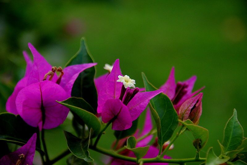 File:Bougainvillea Flower.jpg