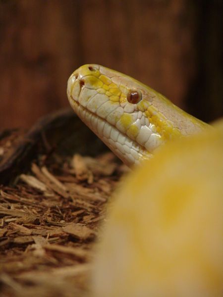 File:Burmese Python 01.jpg