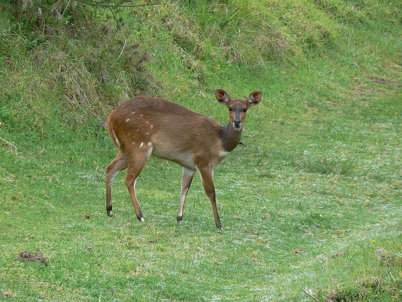 File:Bushbuck.jpg