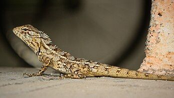 A female Calotes at Pune, India.