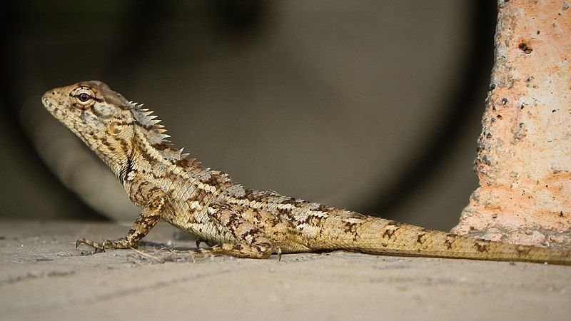 File:Calotes female.jpg