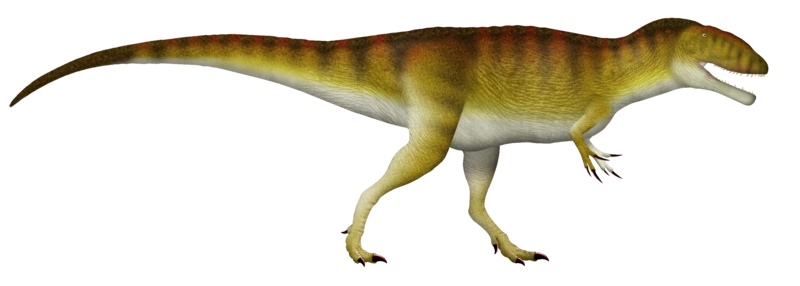 File:Carcharodontosaurus UDL.png