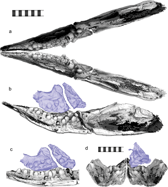 File:Cartorhynchus-fig3-jaw.png