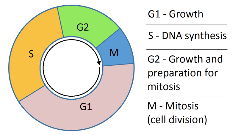 File:Cell cycle simple.png