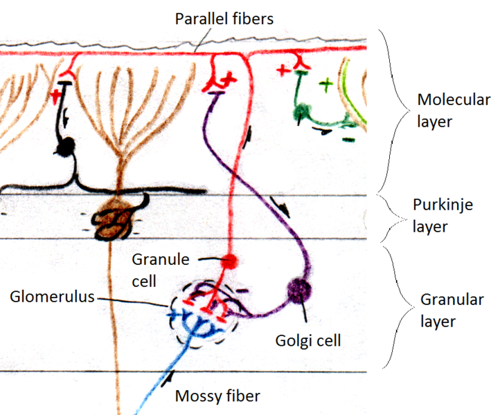 File:Cerebellar glomerulus.tif