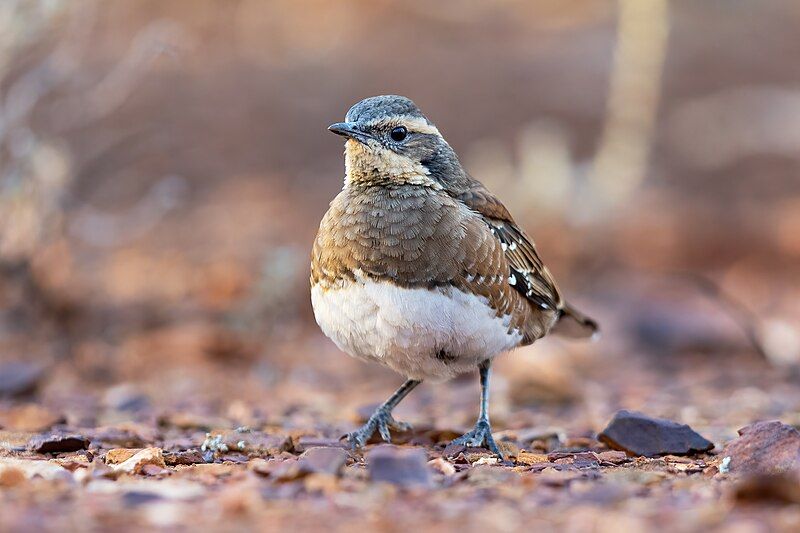 File:Chestnut-breasted quail-thrush 0A2A4403.jpg