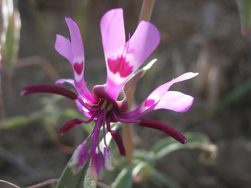 File:Clarkia xantiana.jpg