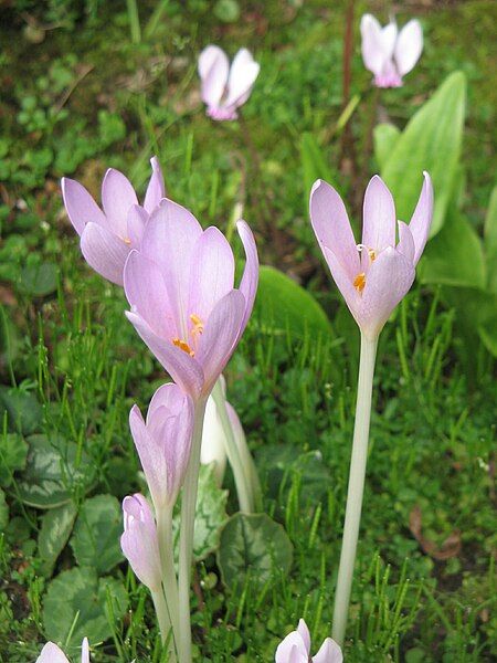 File:Colchicum autumnale001.jpg