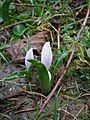 Colchicum hungaricum buds