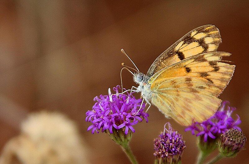 File:Colotis aurigineus.jpg