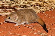 Brown antechinus