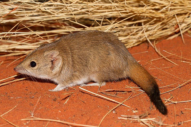 File:Crest-tail Mulgara.jpg