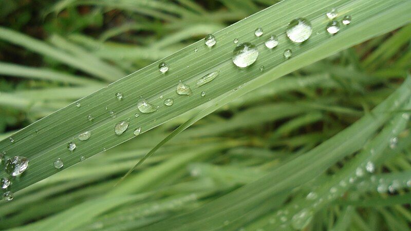 File:Cymbopogon citratus leaves.jpg