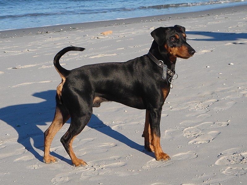 File:Deutscher Pinscher (cropped).JPG