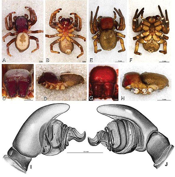 File:Dorceus fastuosus.jpg