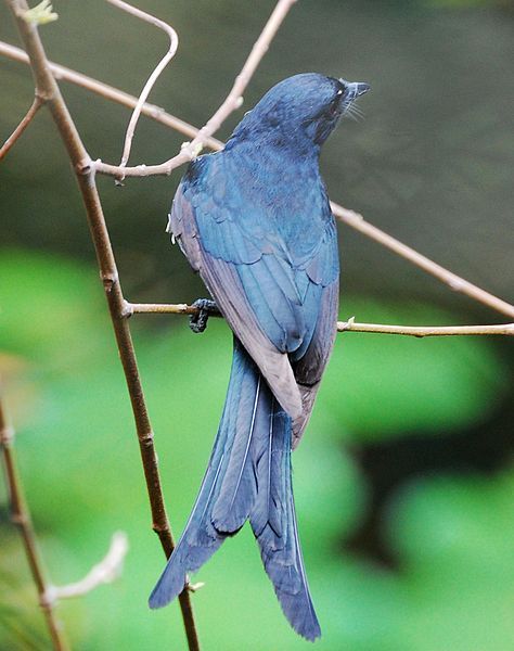 File:Drongo from India.jpg