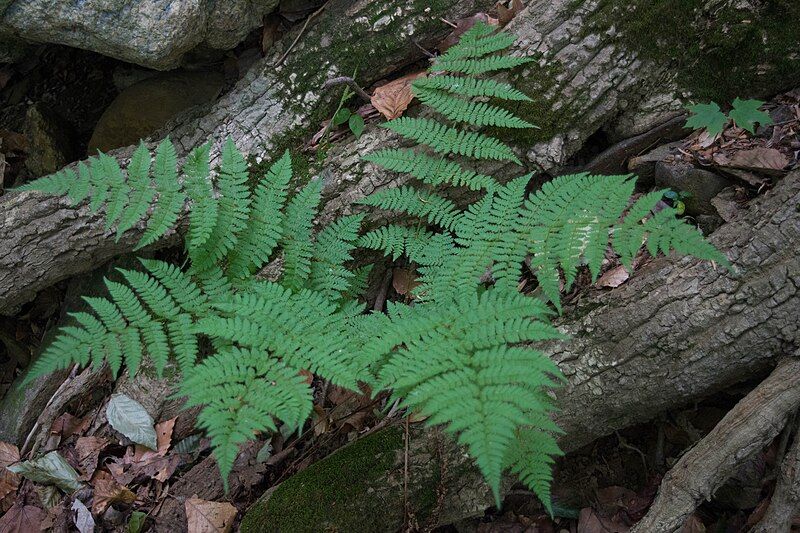 File:Dryopteris carthusiana1.jpg