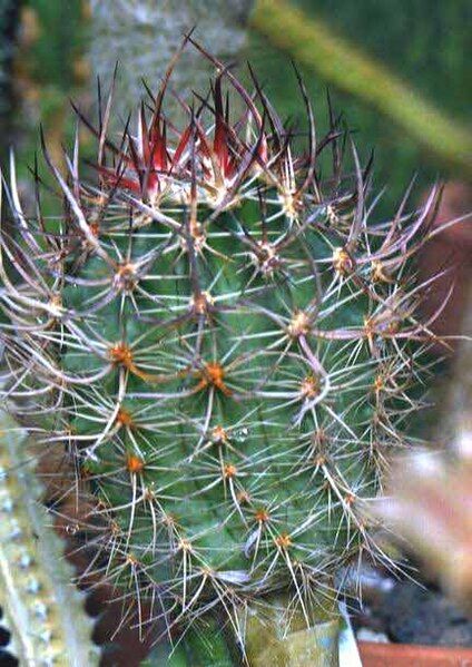 File:Echinocereus ferreirianus 2.jpg